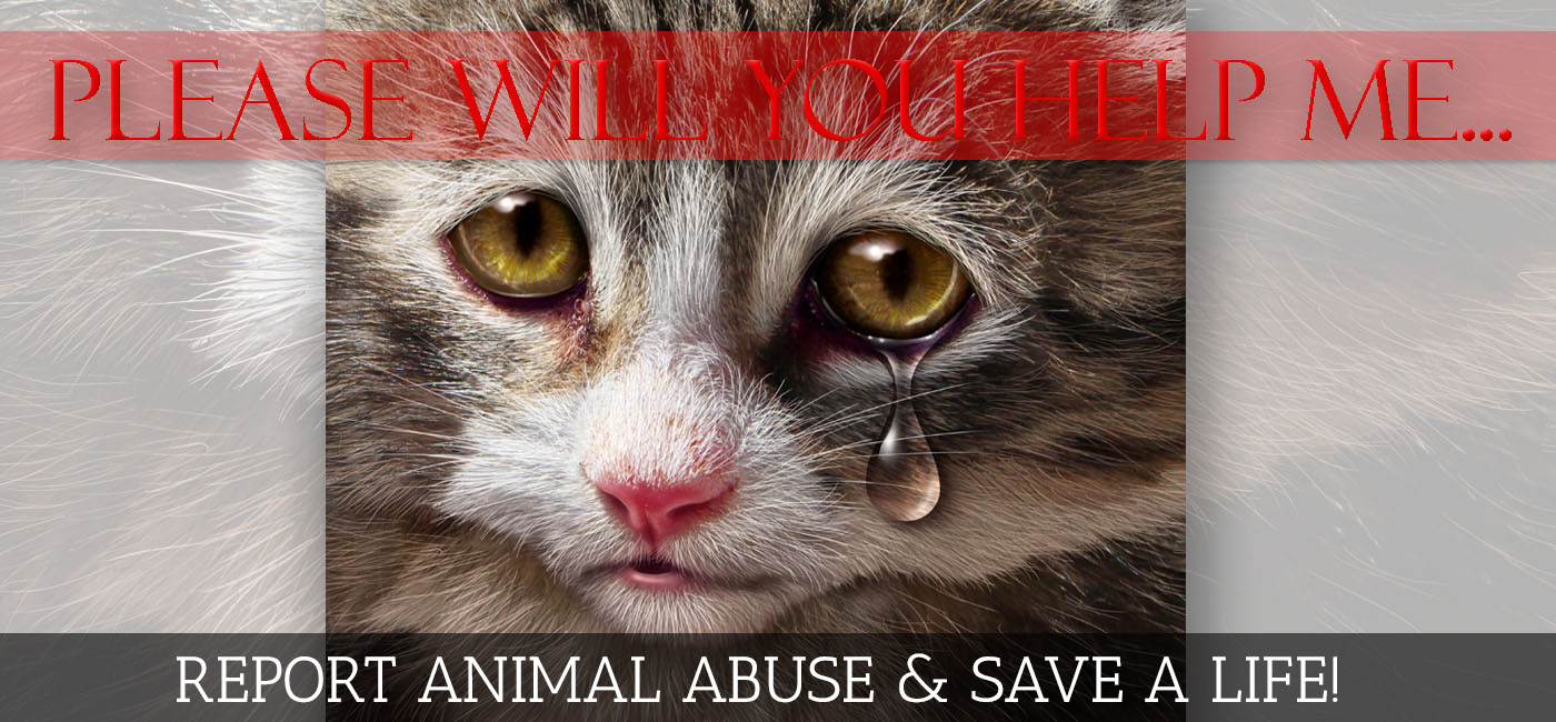 report-animal-abuse-busters-vision-registry